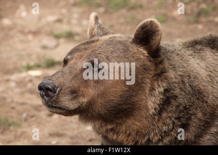 Braunbär (Ursus Arctos) im Zoo von Pilsen in Westböhmen, Tschechien. Stockfoto