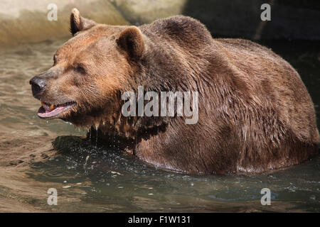 Braunbär (Ursus Arctos) Schwimmen im Zoo von Pilsen in Westböhmen, Tschechien. Stockfoto