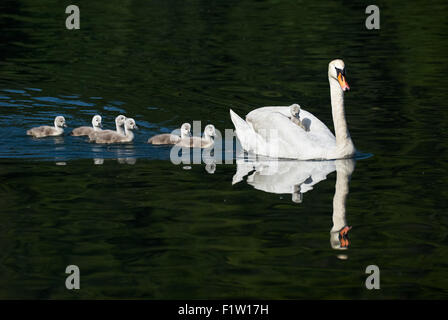 Mutter Schwan und Küken, eine auf der Rückseite und die anderen im Wasser Stockfoto