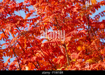 Viele Rowan-Baum-Blätter in Roter Oktober-Farben Stockfoto