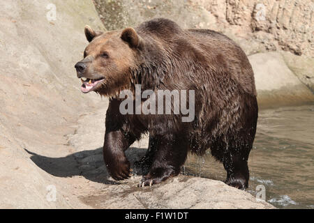 Braunbär (Ursus Arctos) nach dem Schwimmen im Zoo von Pilsen in Westböhmen, Tschechien. Stockfoto