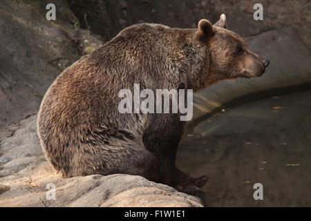 Braunbär (Ursus Arctos) im Zoo von Pilsen in Westböhmen, Tschechien. Stockfoto