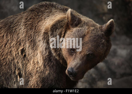 Braunbär (Ursus Arctos) im Zoo von Pilsen in Westböhmen, Tschechien. Stockfoto