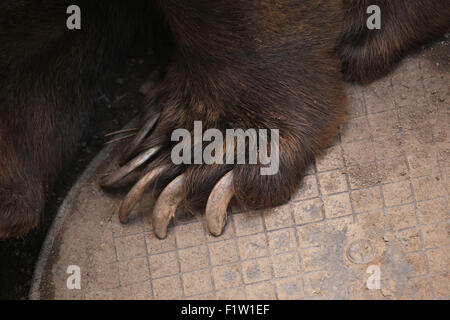 Braunbär (Ursus Arctos) Klaue im Zoo von Pilsen in Westböhmen, Tschechien. Stockfoto