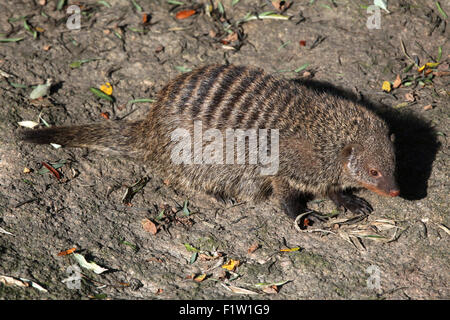 Zebramangusten (Mungos Mungo Kolonos) im Zoo von Pilsen in Westböhmen, Tschechien. Stockfoto