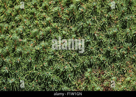 Lilliput weiße Fichte (Picea Glauca) Textur. Stockfoto