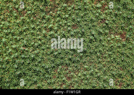 Lilliput weiße Fichte (Picea Glauca) Textur. Stockfoto