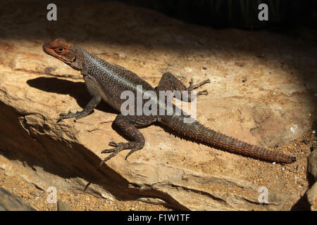 Die Grandidier Madagaskar Swift (unterschieden Grandidieri) im Zoo von Pilsen in Westböhmen, Tschechien. Stockfoto