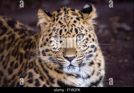 Junge Amur-Leopard starrte auf Kamera Stockfoto