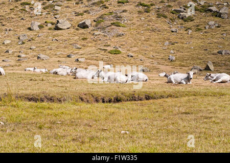 Grasende Kühe auf Feld. Parc Naturel Regional des Pyrenäen-Ariegeoises. Auzat Vicdessos Tal. Ariege. Frankreich. Stockfoto