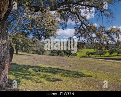 Horizontale Bild von Holm Eiche, Quercus Ilex, in einer Dehesa (Weide). Extremadura. Spanien. Stockfoto