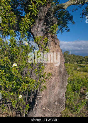 Vertikale Porträt der Kork-Eiche, Quercus Suber, voller Blätter mit der Rinde. Extremadura.Spain. Stockfoto