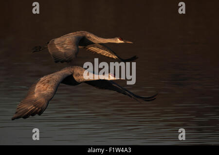 Kraniche (Grus Canadensis) im Flug über die ruhenden Teiche bei der Bosque del Apache National Wildlife Refuge, neue Mexic Stockfoto