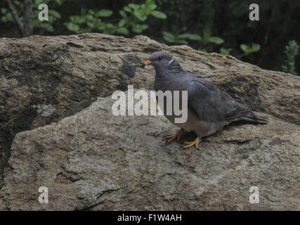 Ein Schuppenhalstaube (Patagioenas Fasciata) macht es zu Hause im Wald von der Sierra Foothills der nördlichen Caqlifornia. Stockfoto