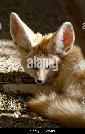 Captive Fennec Fox, Living Desert Zoo und Gärten in der Nähe von Palm Springs CA Stockfoto