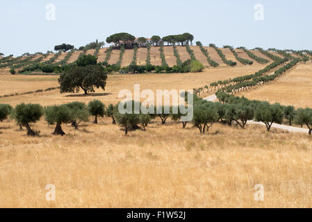 Cork säumen die Hügel in der Landschaft des Alentejo. In der Nähe von Mértola, Portugal. 15. Juli 2015. Stockfoto