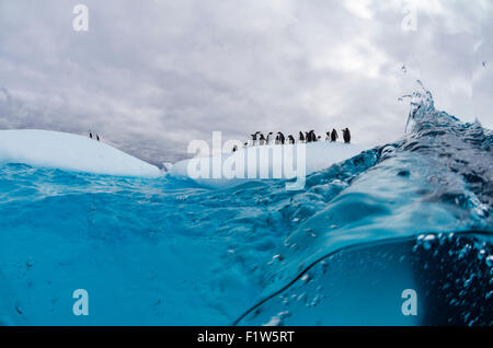 Gentoo und Kinnriemen Pinguine stehen auf einem Eisberg in der Antarktis Stockfoto