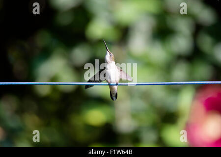 Frau Ruby – Throated Kolibri thront auf einer Wäscheleine Stockfoto