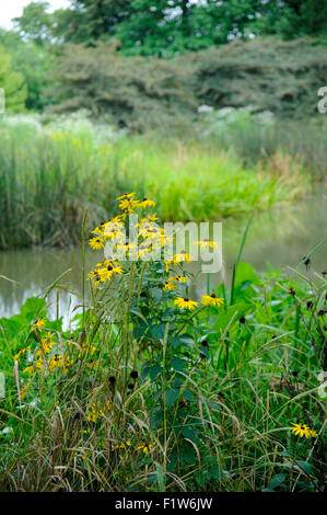 Black-Eyed Susan Wildblumen am Ufer des East Lagoon in Humboldt Park, Chicago, Illinois Stockfoto