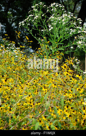 Gelber Sonnenhut (Ratibida Pinnata) am Ufer des East Lagoon in Humboldt Park, Chicago, Illinois Stockfoto