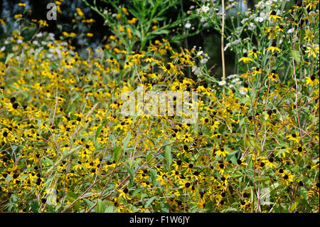 Gelber Sonnenhut (Ratibida Pinnata) am Ufer des East Lagoon in Humboldt Park, Chicago, Illinois Stockfoto