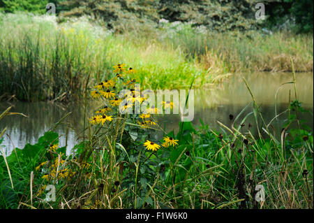 Black-Eyed Susan Wildblumen am Ufer des East Lagoon in Humboldt Park, Chicago, Illinois Stockfoto