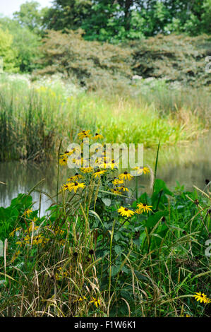 Black-Eyed Susan Wildblumen am Ufer des East Lagoon in Humboldt Park, Chicago, Illinois Stockfoto