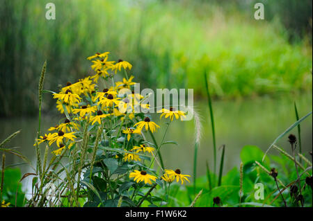 Black-Eyed Susan Wildblumen am Ufer des East Lagoon in Humboldt Park, Chicago, Illinois Stockfoto