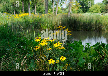 Sonnenhut (Rudbeckia Hirta) Wildblumen am Ufer des East Lagoon in Humboldt Park, Chicago, Illinois Stockfoto