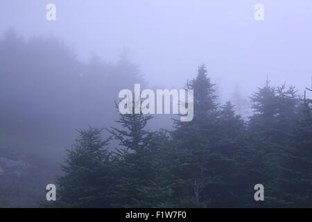umgeben von einem dichten Nebel Stockfoto