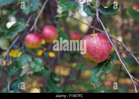 Äpfel hängen aus Zweigen in einem Obstgarten. Stockfoto