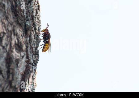 Europäische Hornisse (Vespa Crabro) ruht auf drei im Profil angezeigt Stockfoto