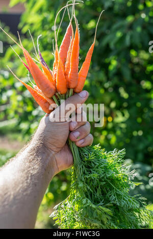 Karotten in Menschenhand. Stockfoto