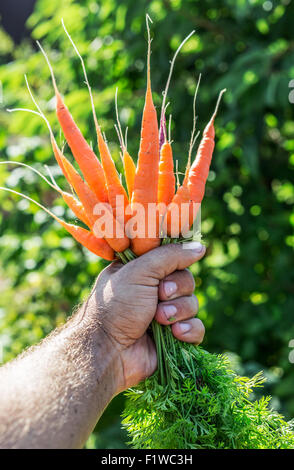 Karotten in Menschenhand. Stockfoto