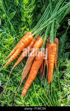 Karotten in Menschenhand. Stockfoto