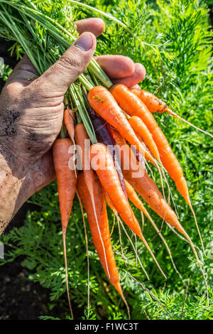 Karotten in Menschenhand. Stockfoto