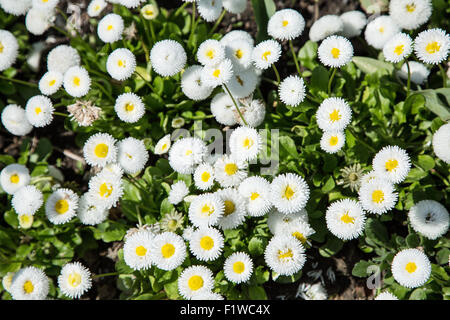 Weiße Bäuche Blumen. Nahaufnahme. Natur-Hintergrund. Stockfoto