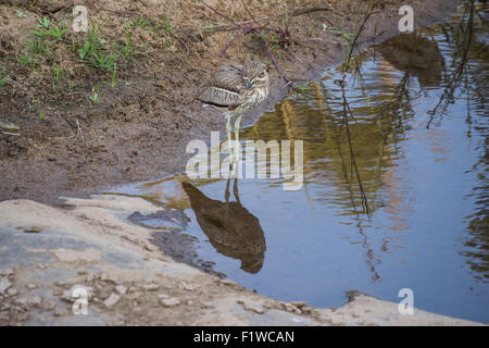 Wasser Thick-knee stehen im flachen Wasser mit seinen Überlegungen sichtbar Stockfoto