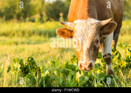 Big Bull mit starken Hörnern Fütterung auf Wiese. Braune Erwachsene männliche Kuh auf der Weide grasen. Bild mit Textfreiraum Stockfoto