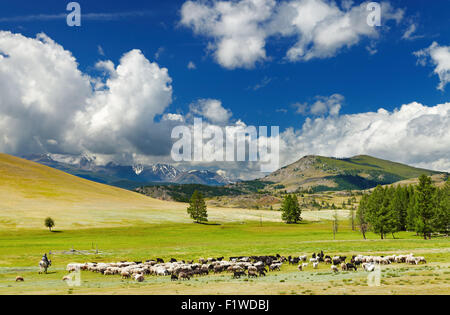Berglandschaft mit weidenden Schafen Stockfoto