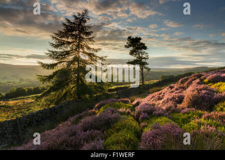 Sonnenuntergang und Heide in voller Blüte, Rosedale, September 2015 Stockfoto