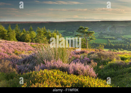 Millennium Cross und Heide in voller Blüte, Rosedale, September 2015 Stockfoto