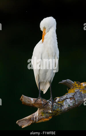 Kuhreiher, putzen, Kampanien, Italien Stockfoto