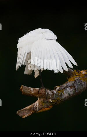 Kuhreiher, putzen, Kampanien, Italien Stockfoto