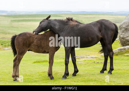 Zwei einheimische Ponys Reinigung gegenseitig Haytor Rock, Dartmoor Park, Devon, UK Stockfoto