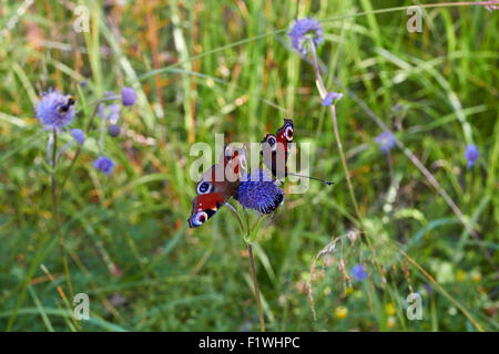 Aglais Io, Europäische Tagpfauenauge Stockfoto