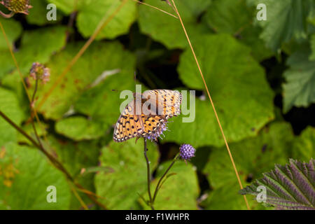 Argynnis Aglaja, dunkle grüne Fritillary butterfly Stockfoto