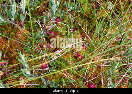 Vaccinium Oxycoccos, kleine Cranberry Beeren Stockfoto