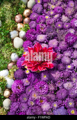 Blumenbeet mit violetten Astern und gold Steinen Stockfoto