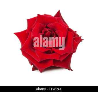 rote Rose auf dem weißen Hintergrund isoliert. Stockfoto